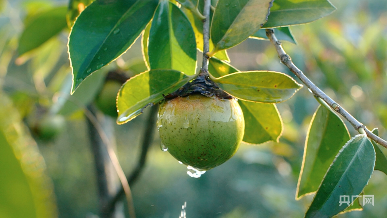 远山的回响丨远山新绿 白沙雨林的“两山”答卷