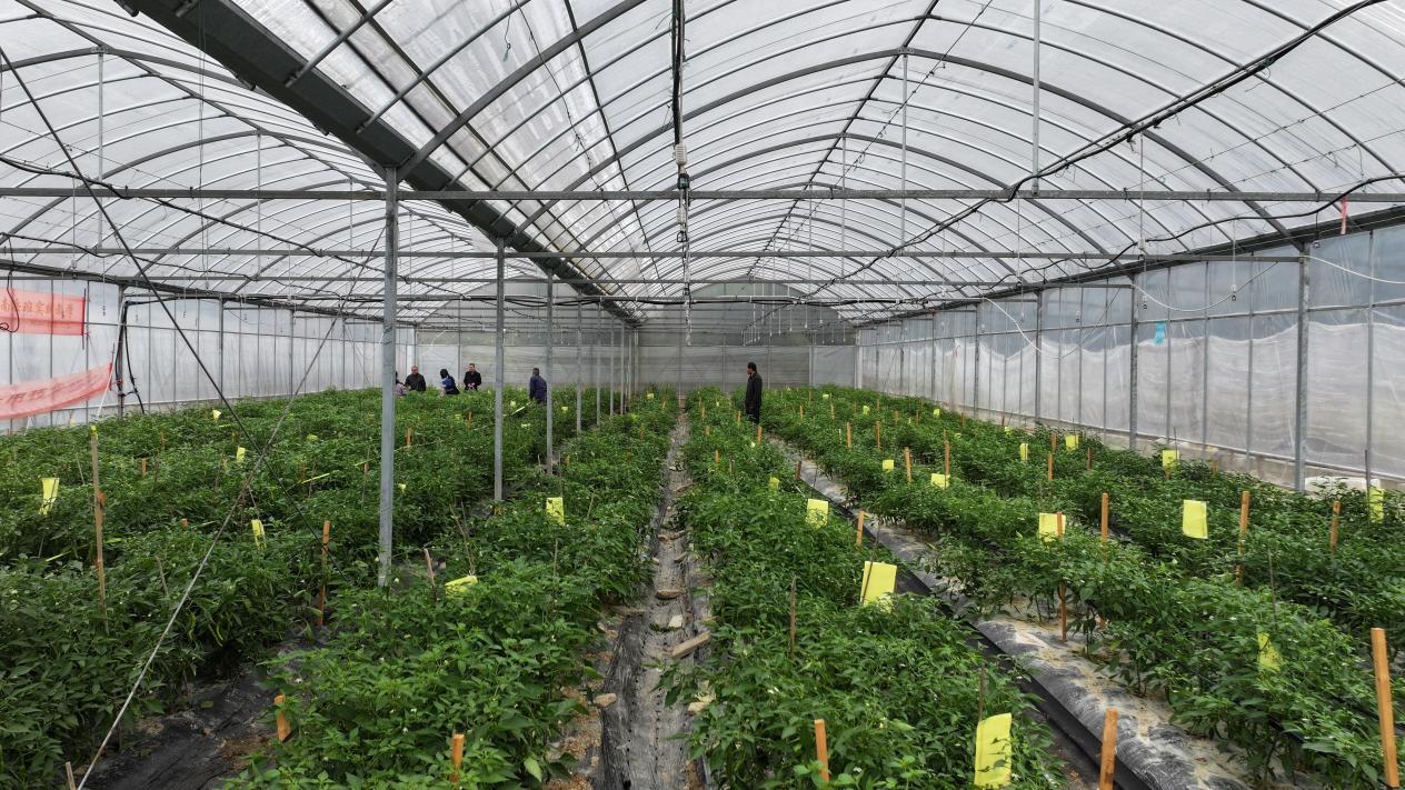 湖南衡山县秋延辣椒亩产达6000斤