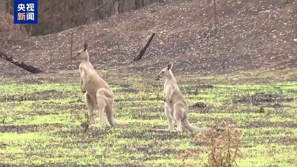 联合国《生物多样性公约》第16次缔约方大会续会 多项议题取得进展