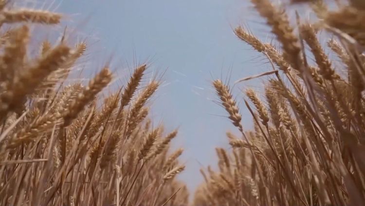 新华视点｜多措并举 为“三夏”生产保驾护航