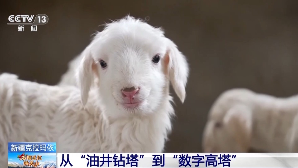 从“油井钻塔”到“数字高塔” 克拉玛依变身“算力新城”