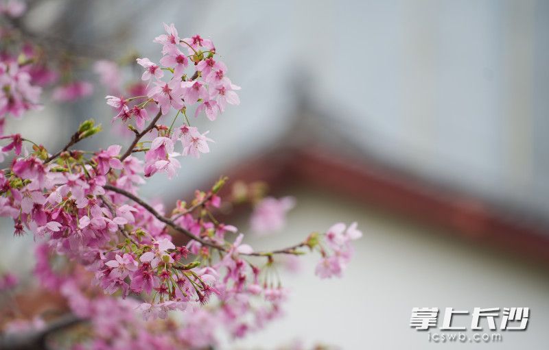 樱花妆点长沙春韵