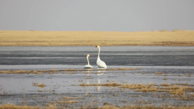 Hulunbuir: Hidden Secrets That Attract Birds