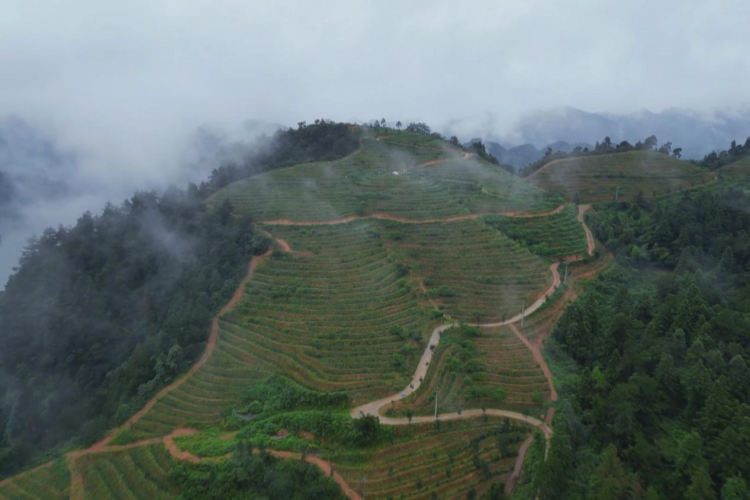 一城高山荟精华 一步一景品农香——从湖南（城步）高山农业博览会看农业跃升之路_fororder_3