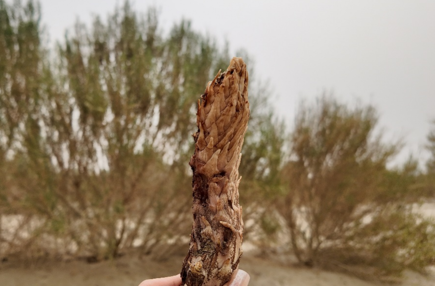 环着沙漠看新疆丨荒土披绿 大漠生金 新疆沙雅“苁蓉”治沙_fororder_图片1