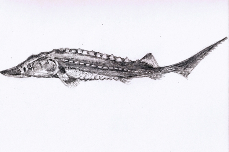 在长江“终点”守望生命“起点”：上海与一尾鲟的“生态之约”