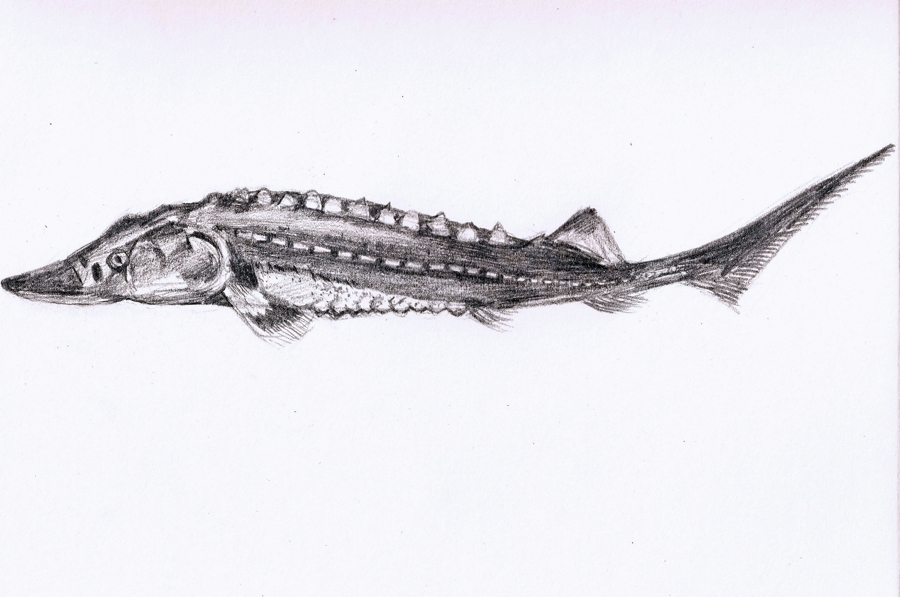 在长江“终点”守望生命“起点”：上海与一尾鲟的“生态之约”