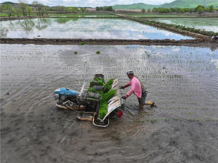 呼伦贝尔17万亩寒地水稻插秧忙