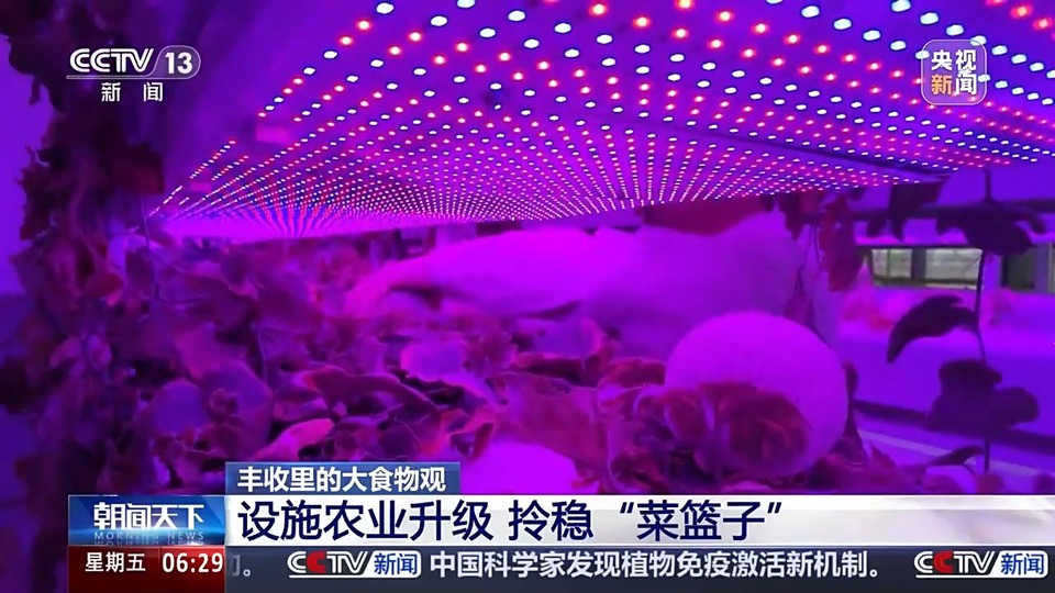 植物工厂长啥样？沙漠里能种水稻？揭秘种菜“黑科技”