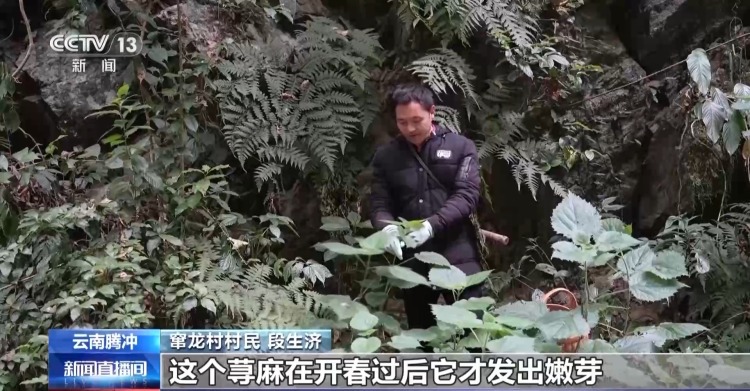 又到春菜上市季 跟着镜头去各地品尝“春味”