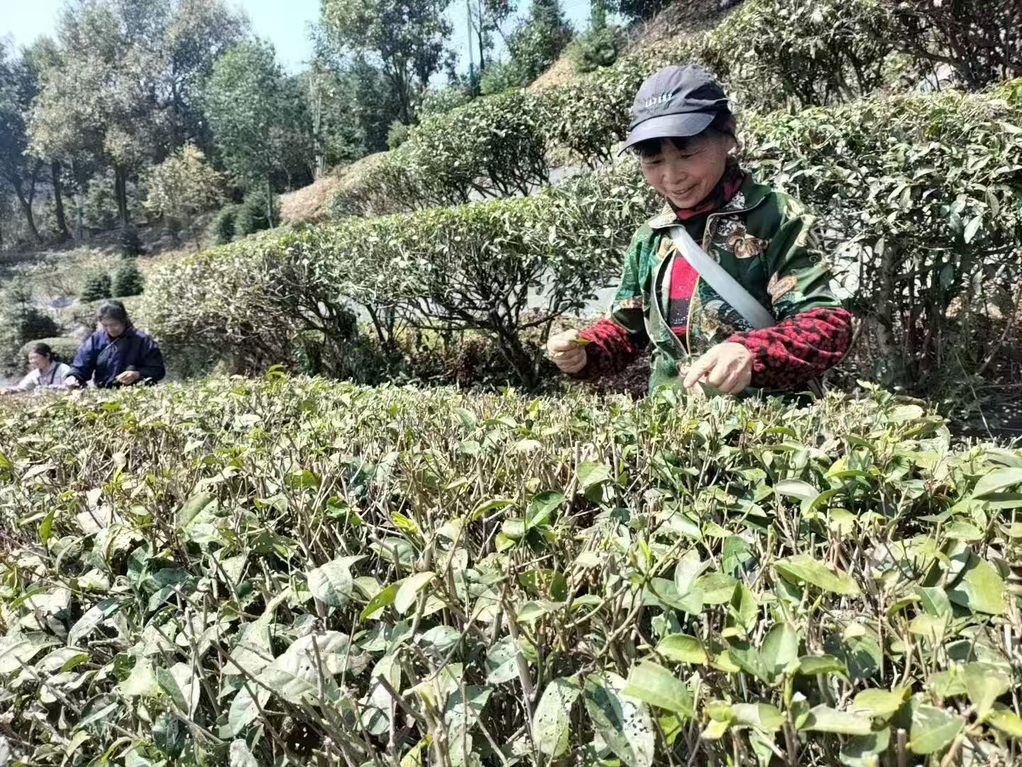 湖南耒阳茶园春意浓 春茶采摘忙_fororder_2