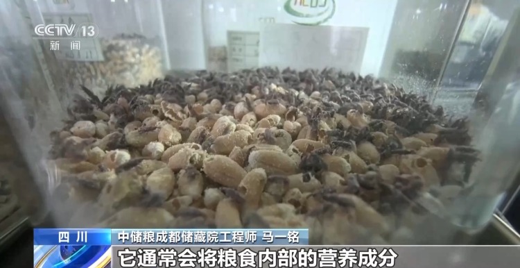 粮食入库进入“AI全自动时代” 探秘大国粮仓科技底色