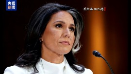 视频丨美情报总监公开指责北约欧盟企图将美拖入对俄战争