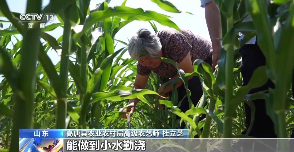 早稻丰收在望 秋粮长势良好 今年的粮食有保障