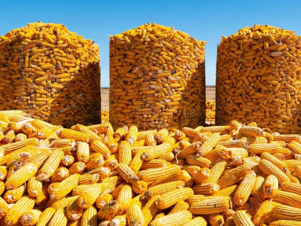 天水清水秋日“美拉德”风拉满_fororder_图片 25_20251106104712_AI看图