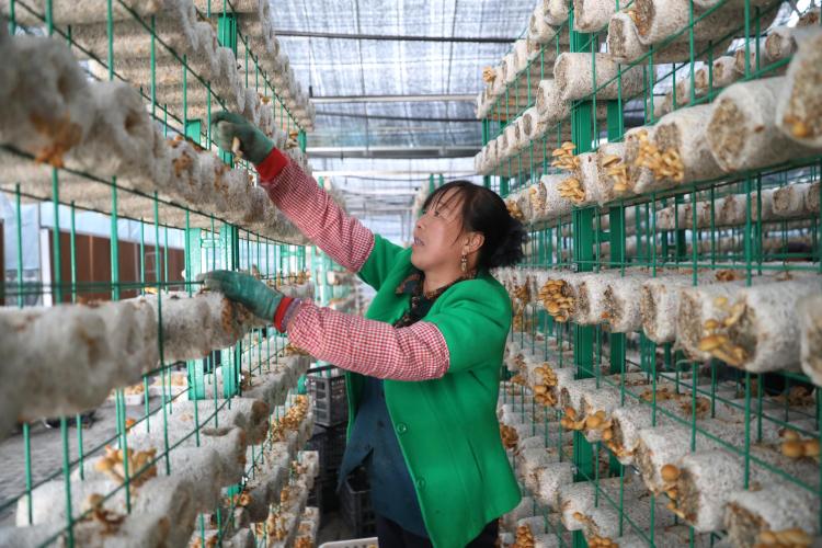 天水市清水县：小菌菇大“蘑”力 撑起乡村振兴“致富伞”_fororder_白沙镇桑园村滑子菇采收了2(1)