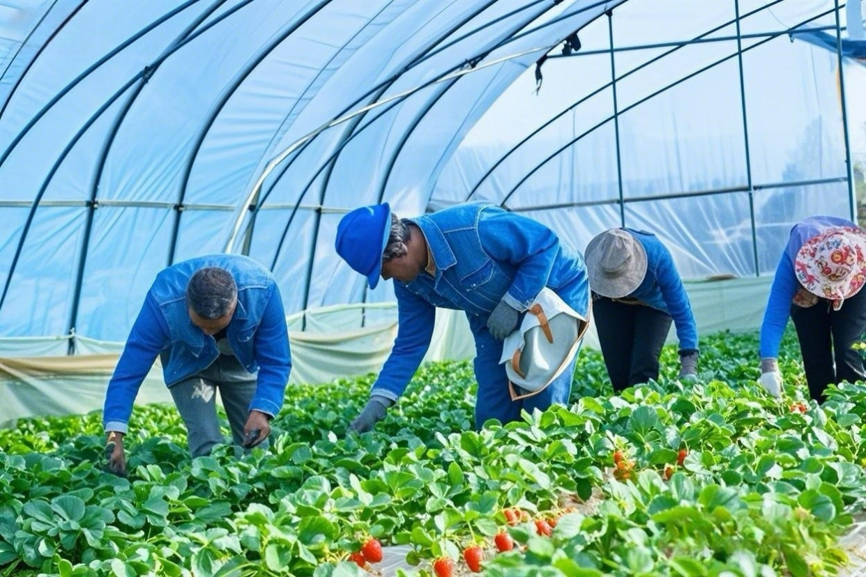 Electric Power Boosts Modern Agriculture and Rural Revitalization_fororder_图片4