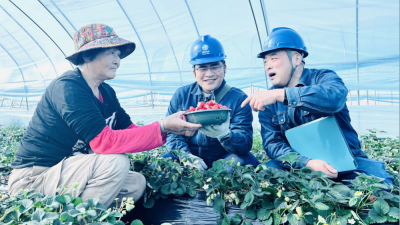 Power Supply Safeguards Agricultural Production and Boosts Rural Revitalization