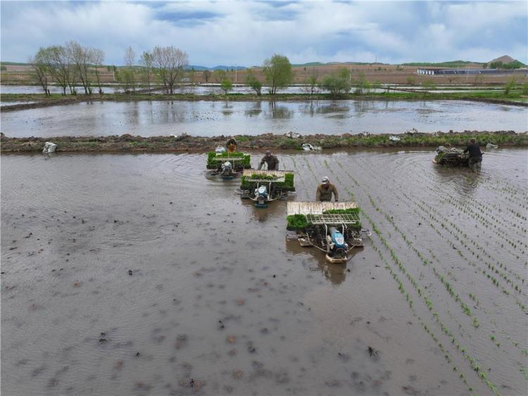 呼伦贝尔17万亩寒地水稻插秧忙