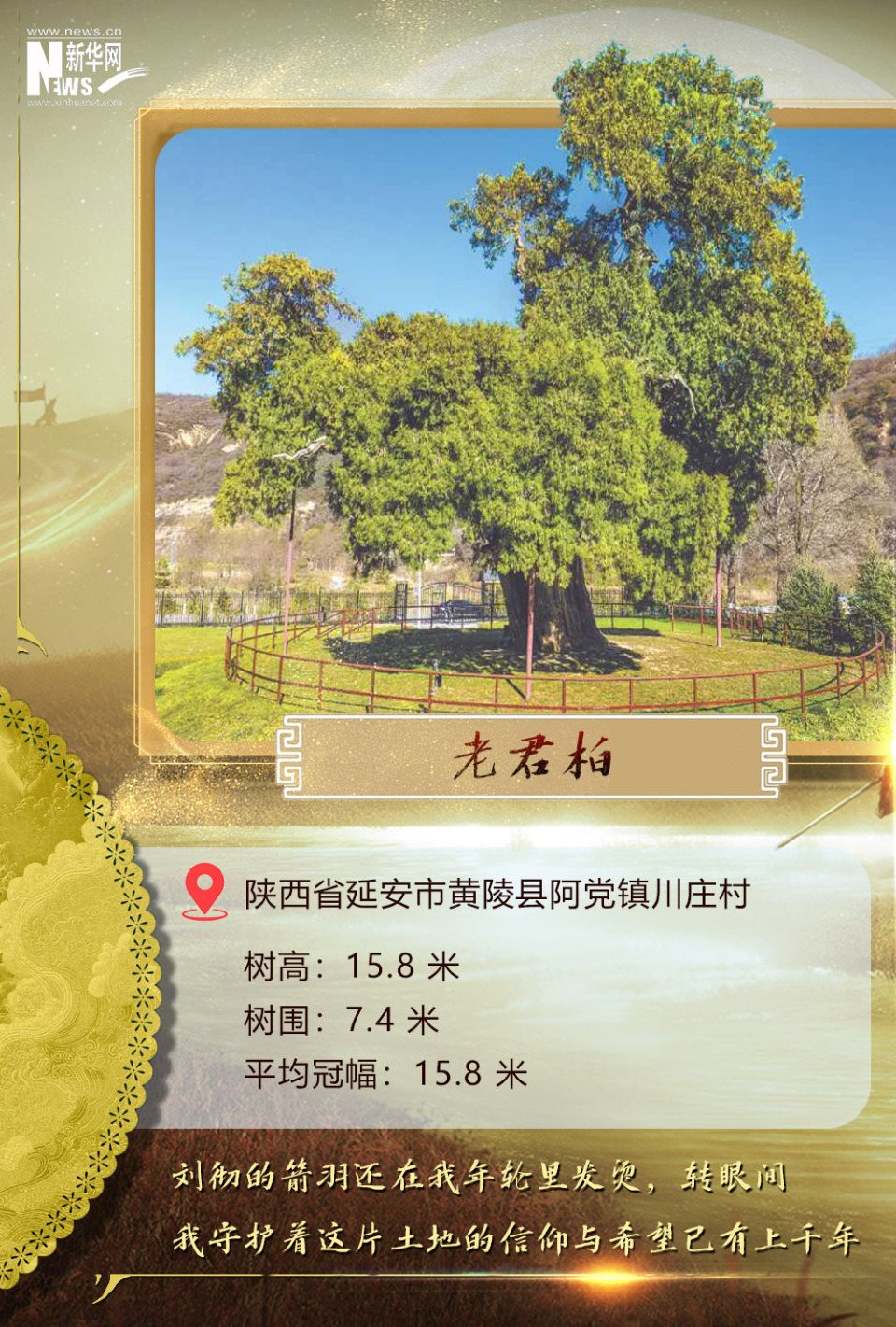 树载千秋·同根同祖丨5000岁古树下感受中华文明生生不息