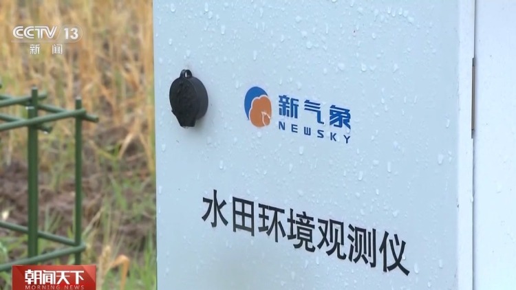 气象预报加上数字化监测 小麦“颗粒归仓”有了“最强大脑”