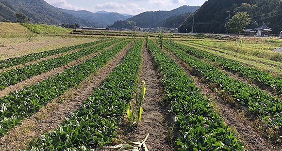日本2024年农林水产品及食品出口额超1.5万亿日元