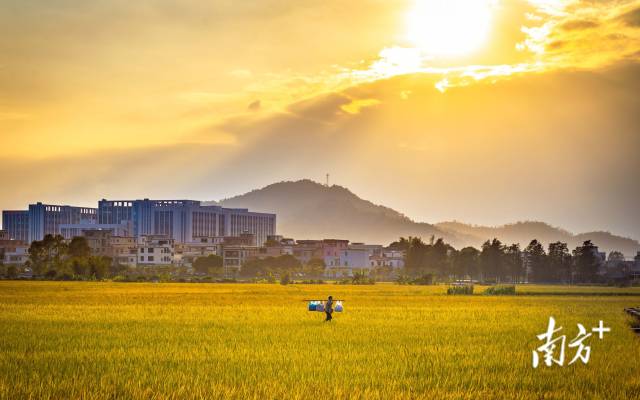 文化中国行·立冬 | 岭南立冬春意同，新梅万朵映晴空