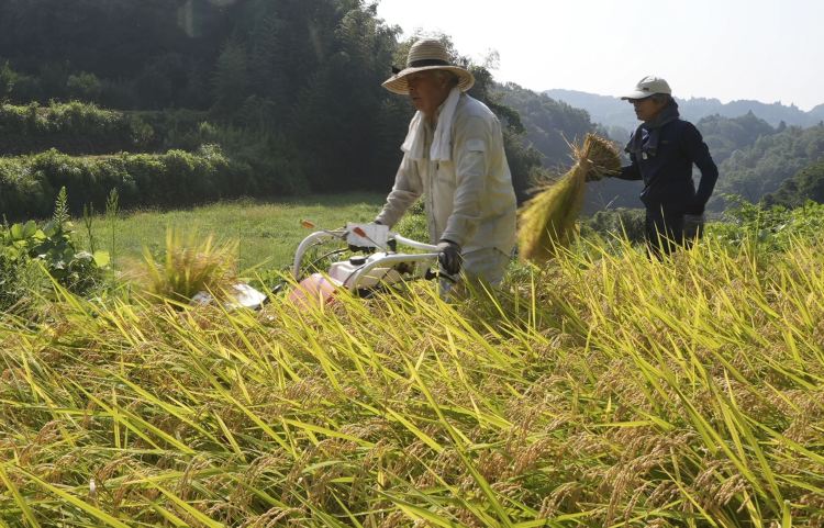 深观察丨“大米危机”撼动日本政坛