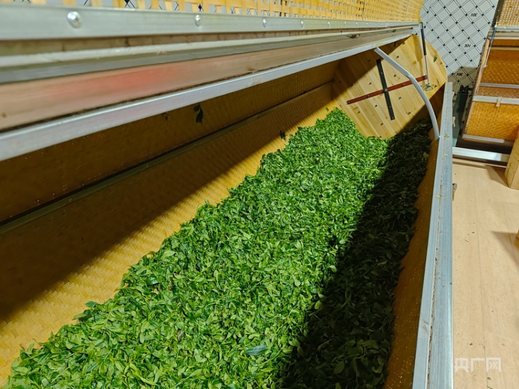 云遇丰收节·采茶春山上｜歌舞庆茶丰 兴业富山乡