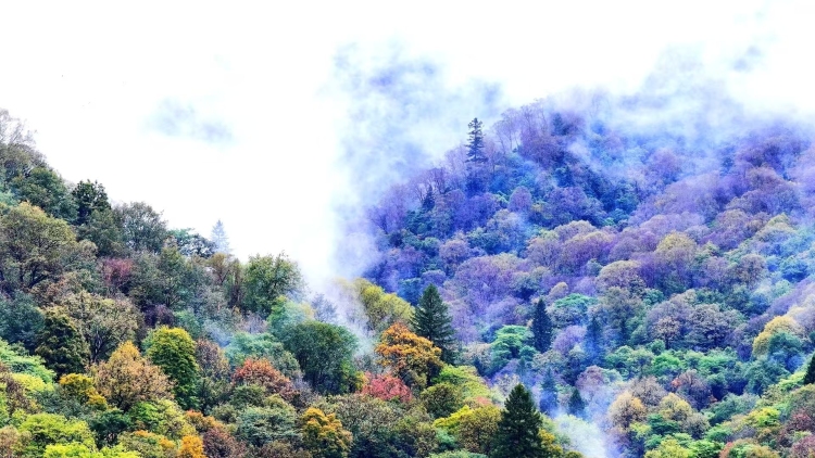 陇南宕昌:“智慧+服务”绘就文旅融合新图景_fororder_b224e34c28e531d191978a5a0f1f65e7