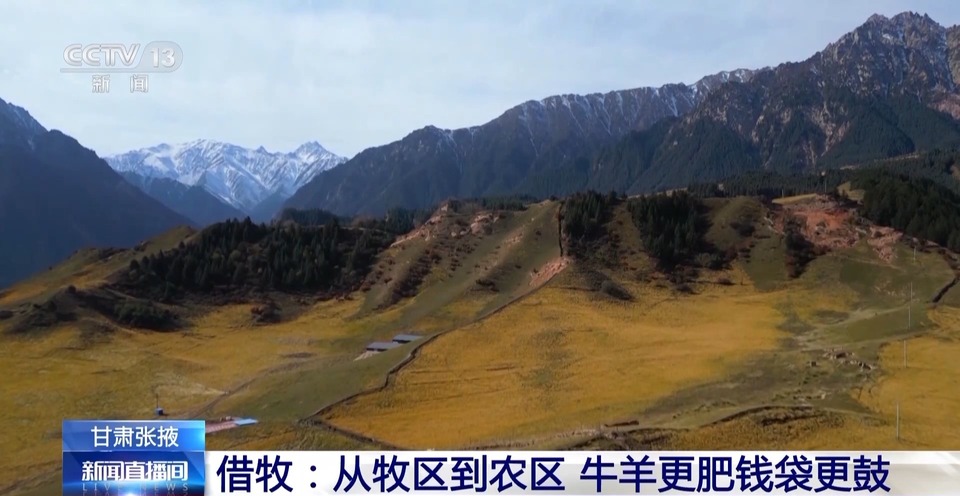 给草原放个假~祁连山20万头牛羊要下山“借牧”啦