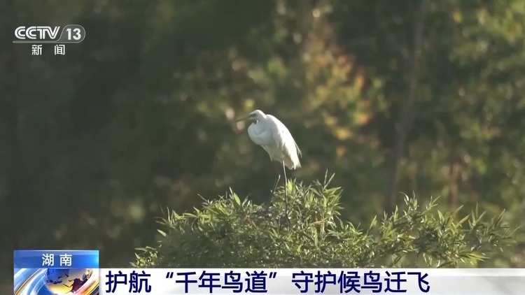擅长与鸟儿“对话” 护航“千年鸟道”总有他们的身影