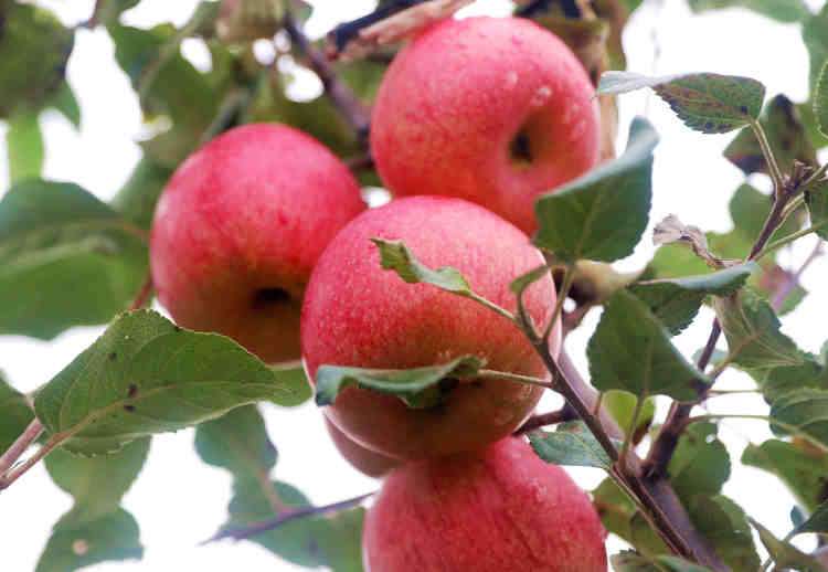 天水清水：直播架到田间头 清水农产产销旺