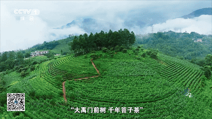 “云朵上”的羌茶，见证山地农耕的奇迹