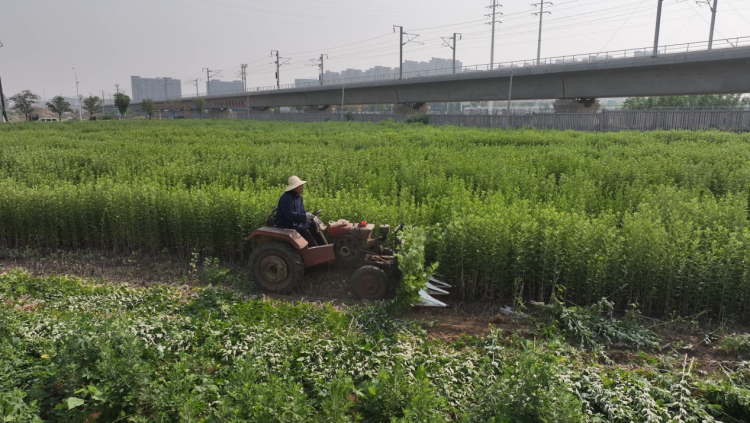 蚌埠市五河县头铺镇：艾草飘香绘就乡村振兴新图景_fororder_艾草飘香绘就3