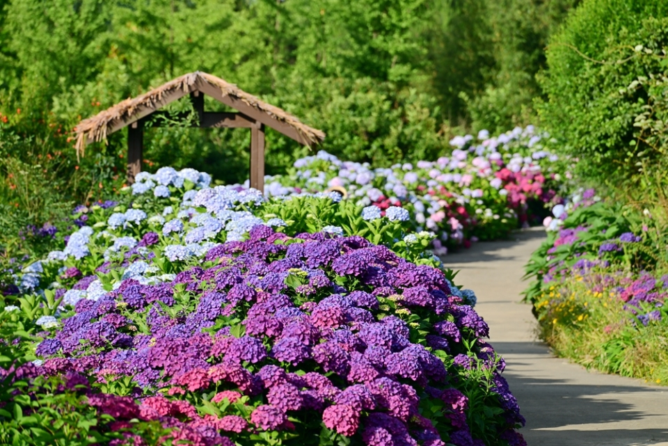 A Summer Love Letter: Hydrangeas in Full Bloom in Baiyun District, Guiyang_fororder_图片1