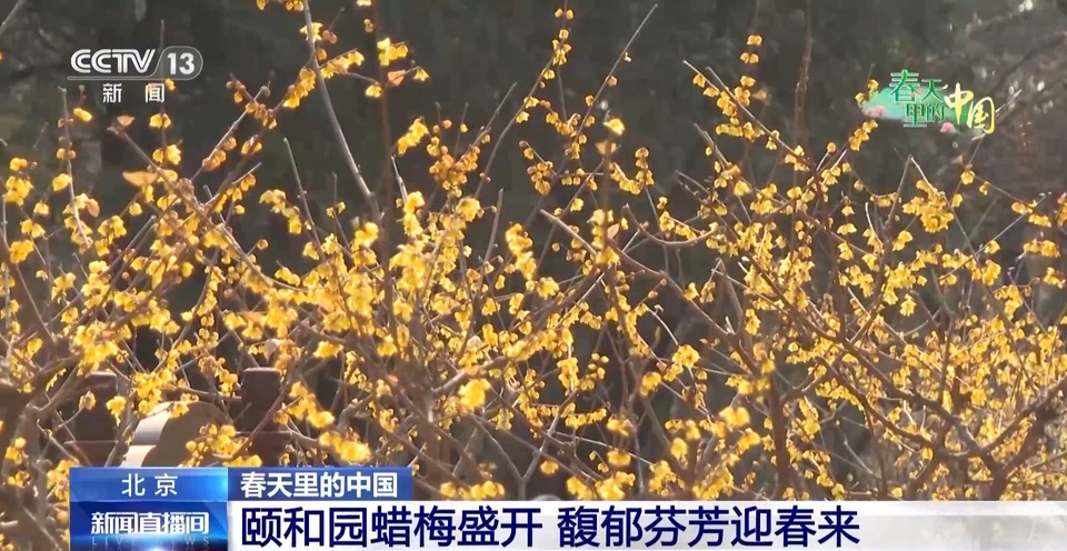 蜡梅和古建筑适配度拉满！跟随记者镜头开启“赏梅”