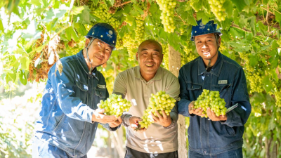 Fragrant Silk Road Grapes at the Foot of Ancient Yangguan Pass: Powering a Bumper Harvest in the Gobi