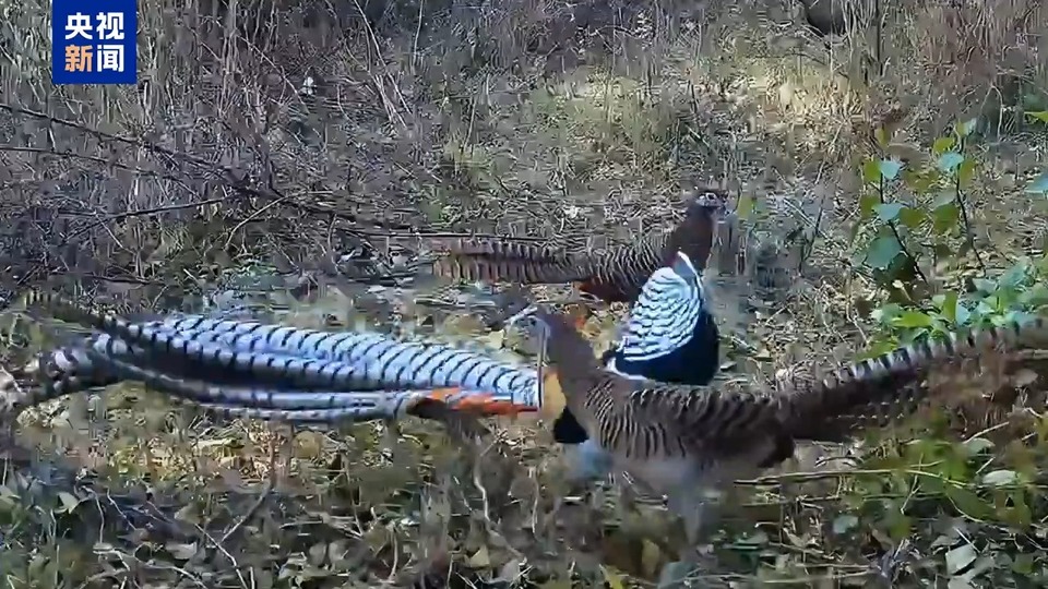 云南腾冲北海湿地首次记录白腹锦鸡求偶影像