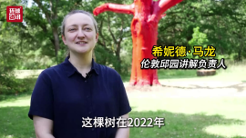 视频｜伦敦邱园染红枯死橡树警示气候危机