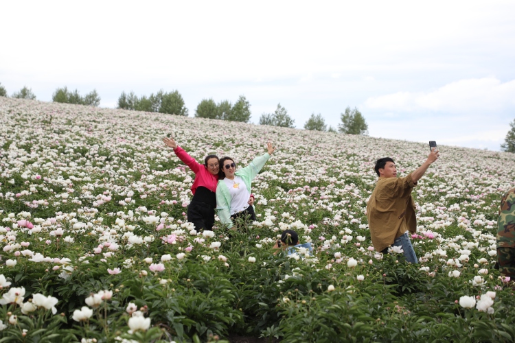 呼伦贝尔：芍药花海迎客来 万亩芳华映笑颜_fororder_芍药2