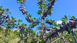 天水秦州龙凤村：百亩西梅挂满枝 甜蜜产业助振兴