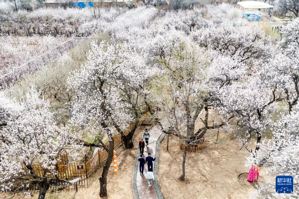呼和浩特：杏花谷里春意闹_fororder_2025042167622c0ed62e4971a3b6884906e19c9a_2025042140139496c2344047a1f3e96e232ff7a8