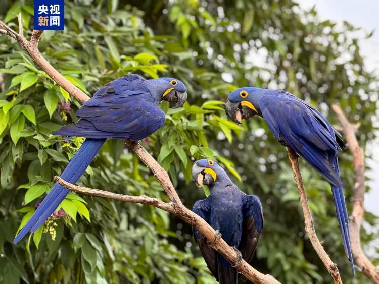 《保护野生动物迁徙物种公约》缔约方大会在巴西开幕