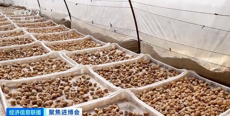 原产地好物直达！“可可大国、香草王国”：我家好物来进博→