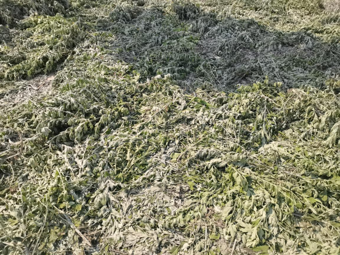 蚌埠市五河县东刘集镇：艾草飘香致富路 乡村振兴谱新篇_fororder_艾草飘香致富路4