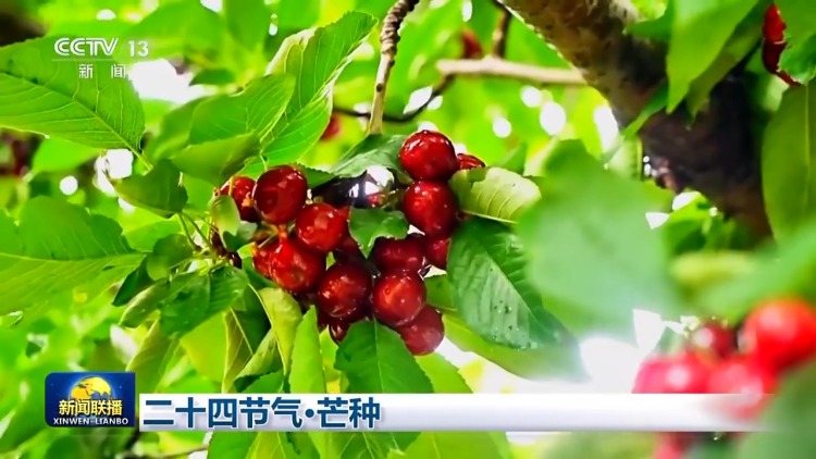 文化中国行丨二十四节气·芒种 “芒”有所获 “种”有所得