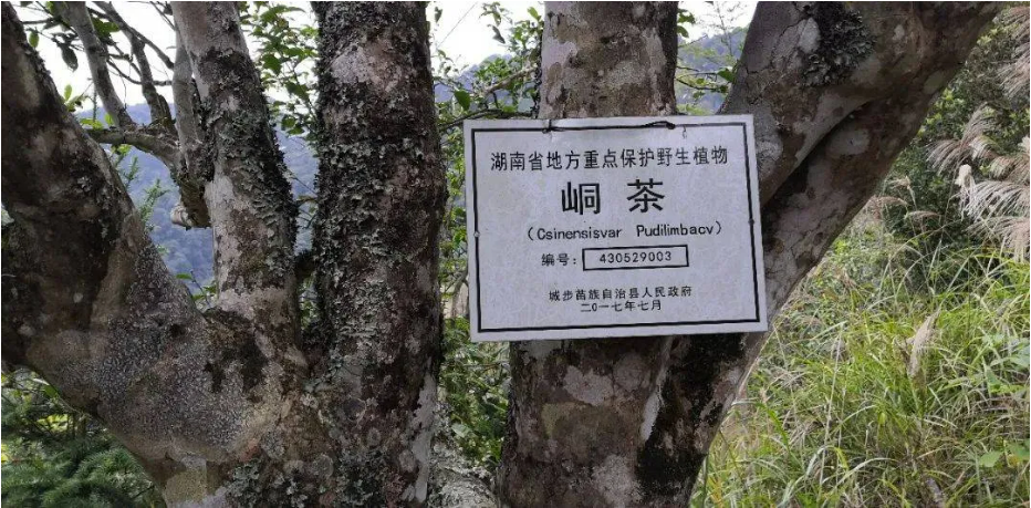美丽中国南山行丨绿水青山 滋养金字品牌_fororder_图片6