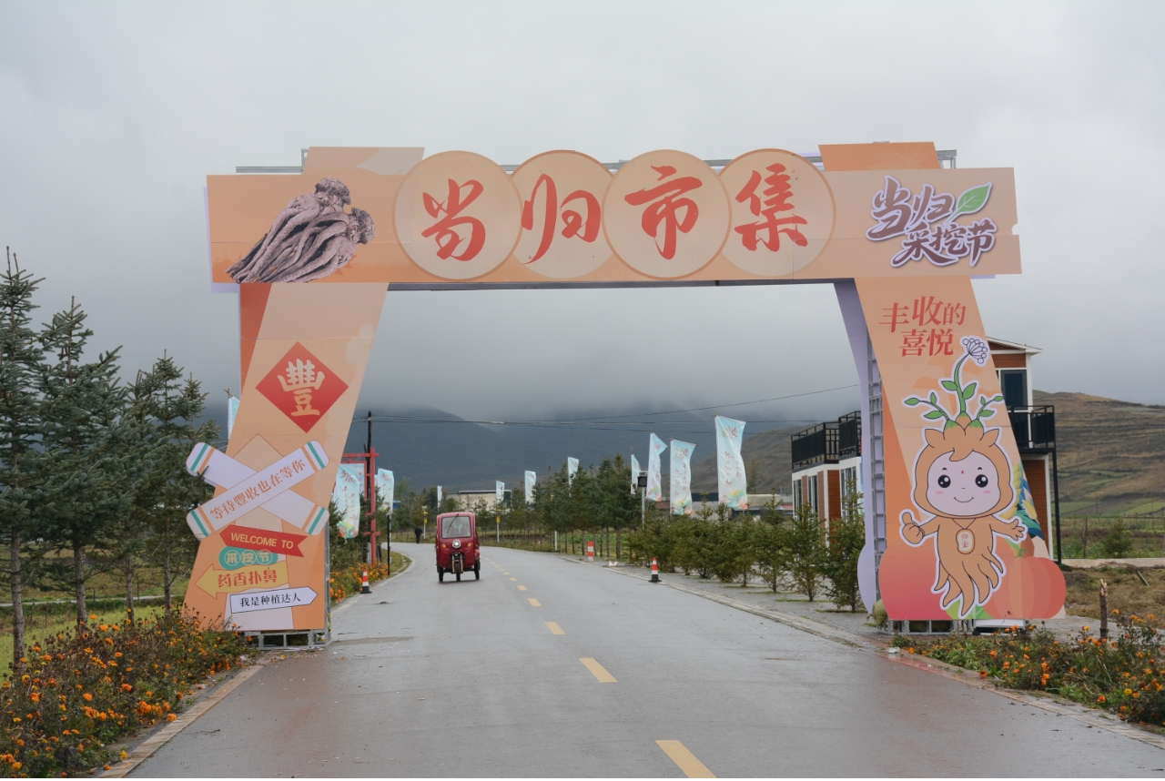 定西岷县电商赋能乡村振兴 当归采挖节书写助农增收新篇章