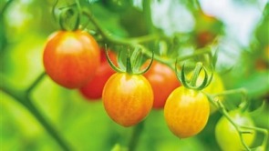 让更多“新奇特优”水果“安家”三亚
